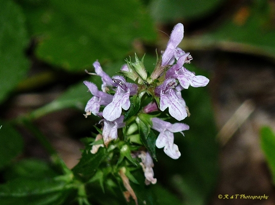 {Stachys tenuifolia}